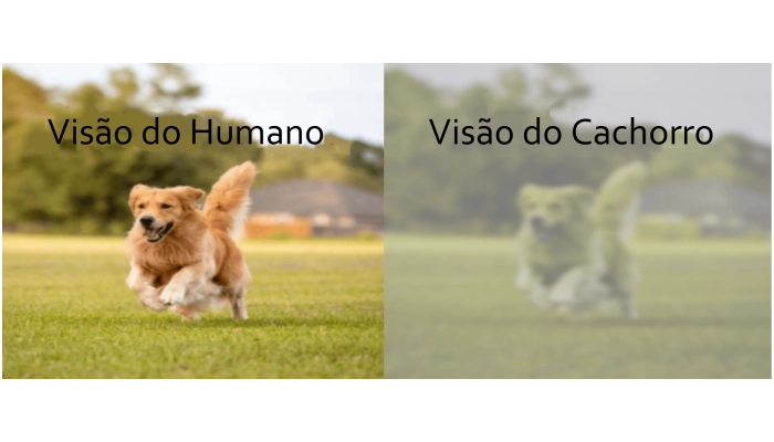 differenca-da-visao-de-humano-e-cachorro