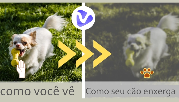 4 Filtros de Visão do Cachorro - Conheça Como os Cachorros Enxergam Cores
